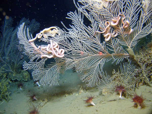 Callogorgia sp. octocorals from 300 meters in the Green Canyon region in the Gulf of Mexico. Brittlestars are on the coral colony and Javania sp. cup corals are around the base. 