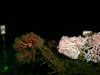 Madrepora on right, with Paramuricea gorgonian, and Asteroschema ophiuroids on left.