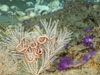 Callogorgia sp. octocoral with brittlestar (left) and purple soft corals.