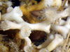 Lophelia pertusa on the seafloor.
