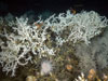 Lophelia pertusa, black coral (right.) 