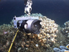 Latest deep-sea camera system uses a Canon SLR with LED flood lamps in a hand-held mounting. The housing is titanium with a domed optical port.