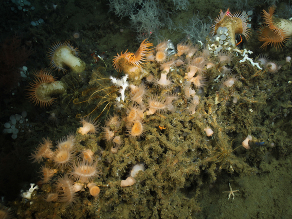 Wide-angle image made with 20 mm lens showing anemones on Lophelia conglomerate.