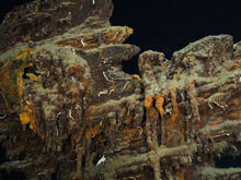 A close up of the wale and hawsehole at the top of the stem.