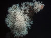 A huge colony of Lophelia lives on the stempost. 