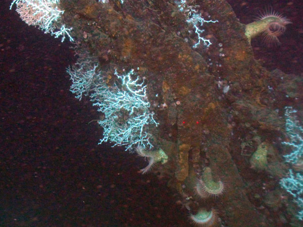 The magnificent rusticle hung off the stempost waiting for us to sample.