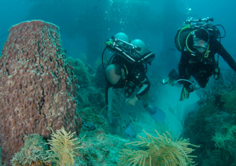 These Team Aquarius divers are conducting coral surveys.