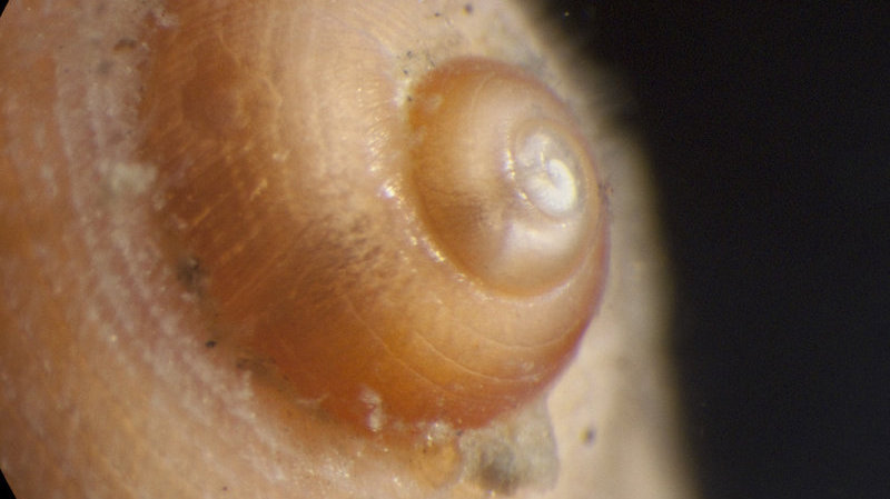 For gastropods (snails), the shape of the tip of the shell can tell us whether this species disperses via larvae (which feed in the plankton) or feeds off their yolk.