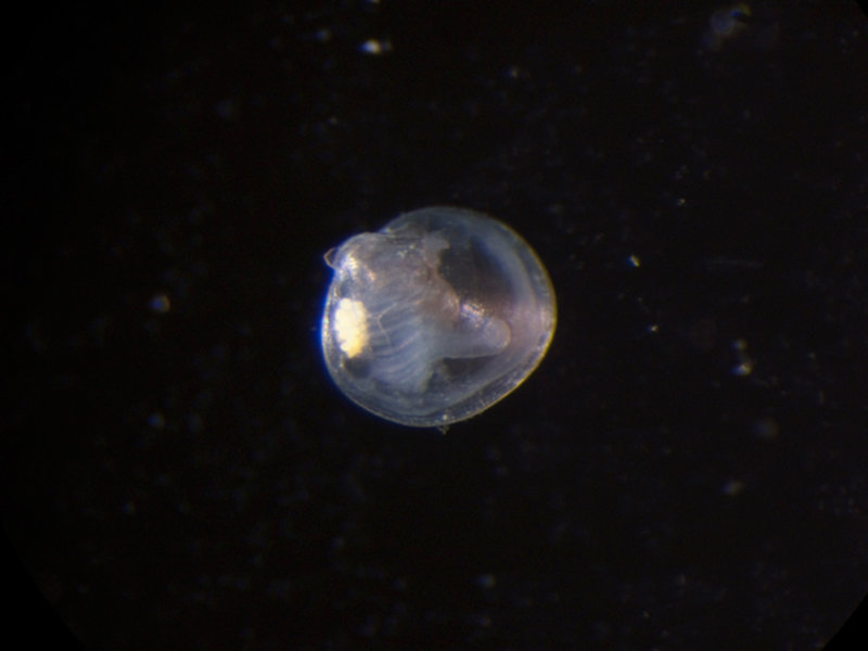 This small bivalve is from the deep-sea mud core sample that researchers sorted while on board the research vessel (R/V) Melville.