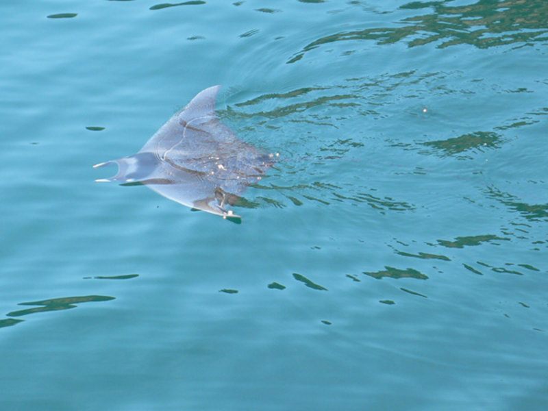 The Sea of Cortez is abundant with marine life. This solitary manta ray stayed by the boat for quite some time and impressed the crew with occasional jumps out of the water.