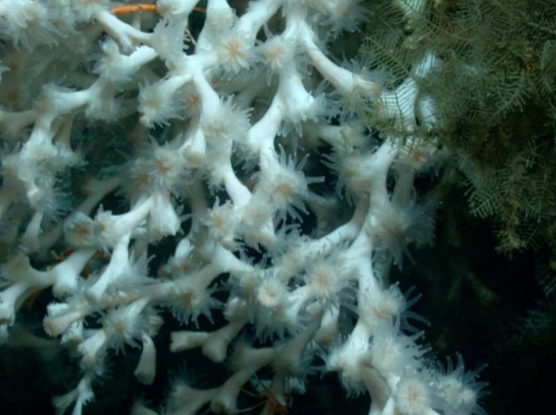 Colony of Lophelia pertusa with polyps extended for feeding.