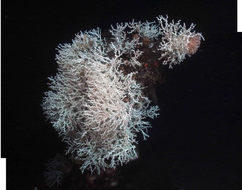 Down-looking mosaic of Lophelia covering the bow of the sister ship to the Gulfoil, the Gulf Penn.