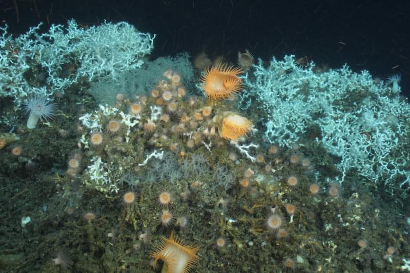 Lophelia pertusa, Leiopathes glabberima, and an assortment of anemones on Roberts Reef.
