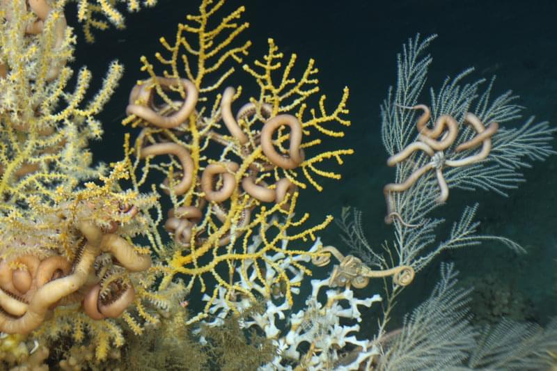 Ophiuroids on Lophelia pertusa, Callogorgia americana, and other gorgonians at Roberts Reef.