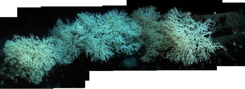 Mosaic of a large colony of Lophelia on the bow of the Gulf Penn. Some of the largest Lophelia reefs in the Gulf are situated on these man-made structures.