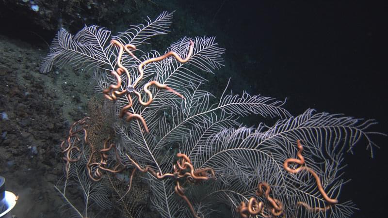 The gorgonian sea fan Callogorgia americana and symbiotic brittle stars from a site at approximately 350 meters depth in the Green Canyon area of the Gulf of Mexico.