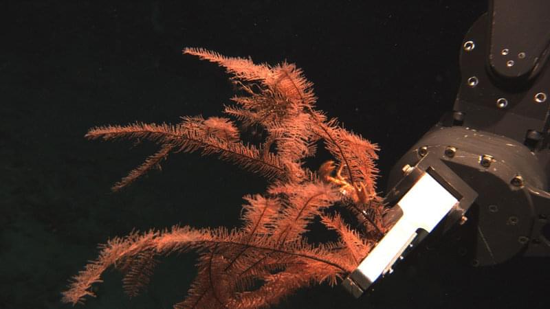 The Jason ROV's robotic arm collects several stalks of black coral from the seafloor. Dannise Ruiz is currently studying three black coral populations on the second leg of the expedition.