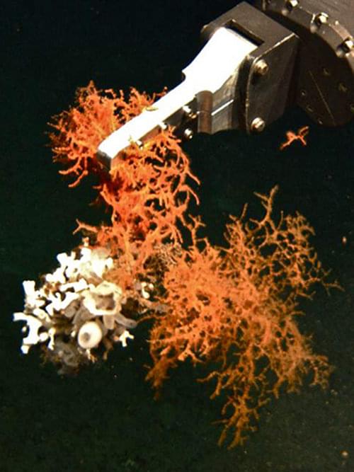 The robotic arm of a remotely operated vehicle samples a clump of deepwater coral.