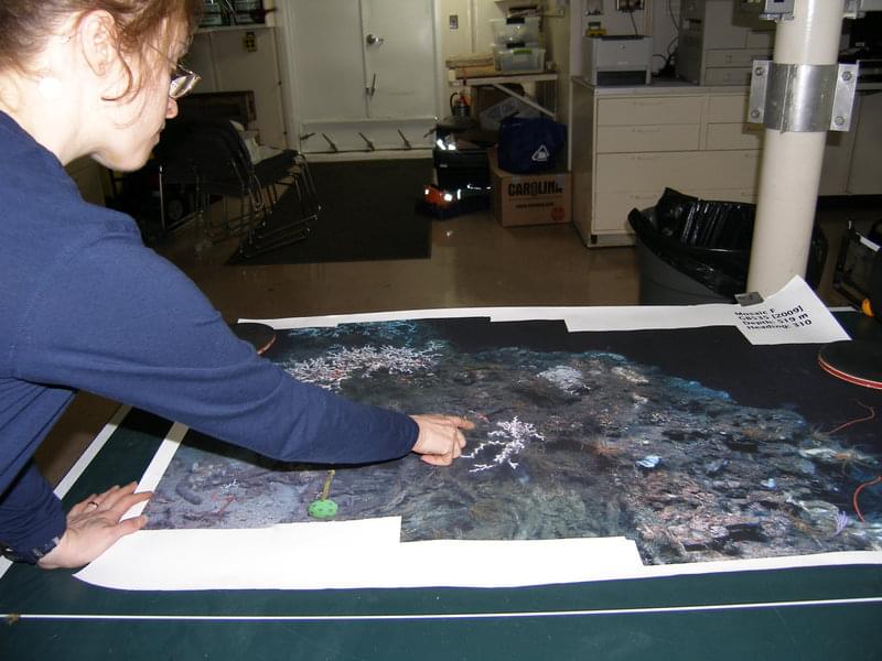Large scale photo mosaics help scientists relocate sites that have been previously studied.