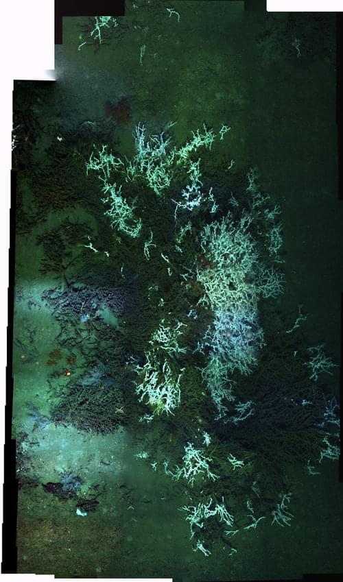 Seafloor photo mosaic, made up of more than a hundred images taken with the remote operated vehicle (ROV) Jason II. It shows the occurrence of the deep-water coral Lophelia pertusa.