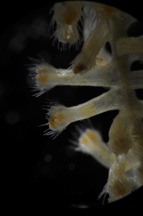 Microscopic view of the coral polyps of Paracalyptrophora sp. and Acanthogorgia sp.  showing the differences in polyp morphology between species. Polyps of Paracalyptrophora are downward, and arranged in whorls whereas Acanthogorgia has non-contractile polyps projecting outward from the axis. Also, Paracalyptrophora has larger, flat sclerites whereas the sclerites of Acanthogorgia are thin, and spine-like.