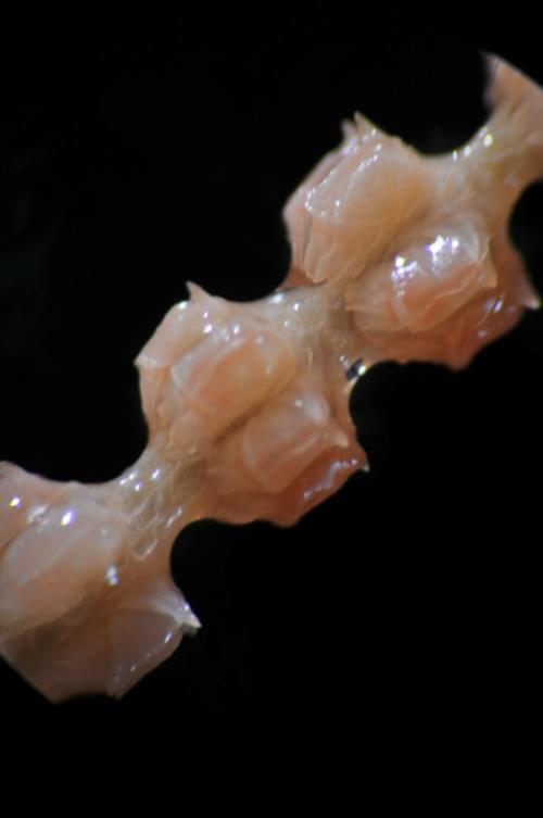 Microscopic view of the coral polyps of Paracalyptrophora sp. and Acanthogorgia sp.  showing the differences in polyp morphology between species. Polyps of Paracalyptrophora are downward, and arranged in whorls whereas Acanthogorgia has non-contractile polyps projecting outward from the axis. Also, Paracalyptrophora has larger, flat sclerites whereas the sclerites of Acanthogorgia are thin, and spine-like.