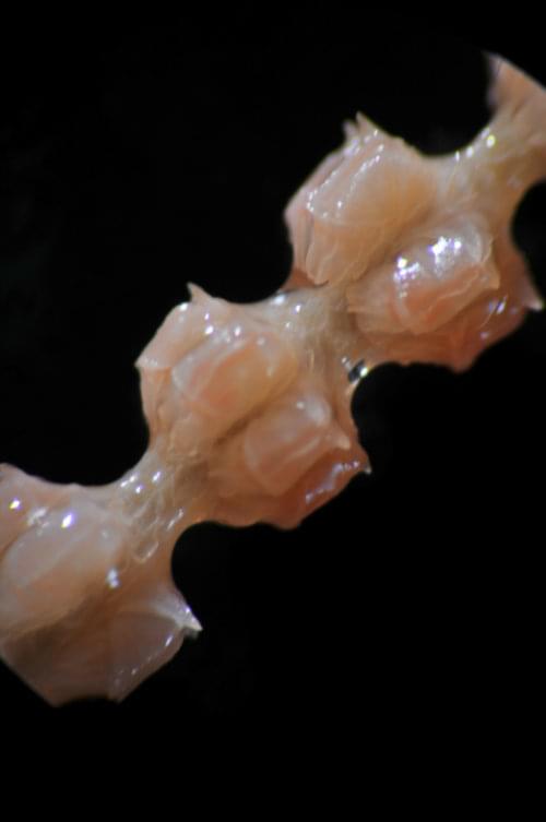 Microscopic view of the coral polyps of Paracalyptrophora sp. and Acanthogorgia sp. showing the differences in polyp morphology between species. Polyps of Paracalyptrophora are downward, and arranged in whorls whereas Acanthogorgia has non-contractile polyps projecting outward from the axis. Also, Paracalyptrophora has larger, flat sclerites whereas the sclerites of Acanthogorgia are thin, and spine-like.