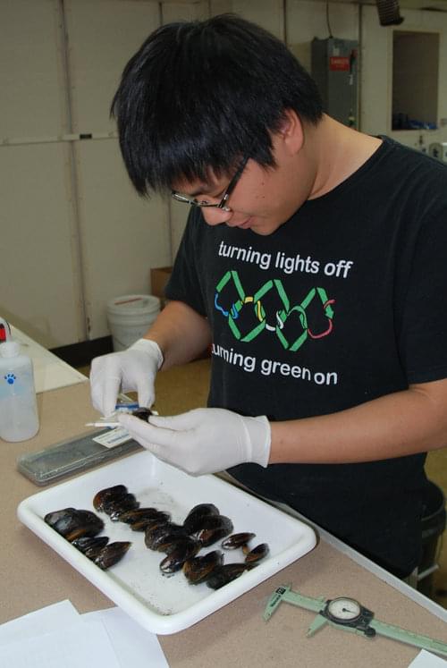 Once the samples are up the documentation and analysis begins. Pen-Yuan Hsing is measuring mussels.