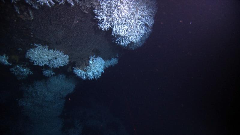 Although partially hidden by draping Lophelia, the letters G U L F O I are still visible across the transom.