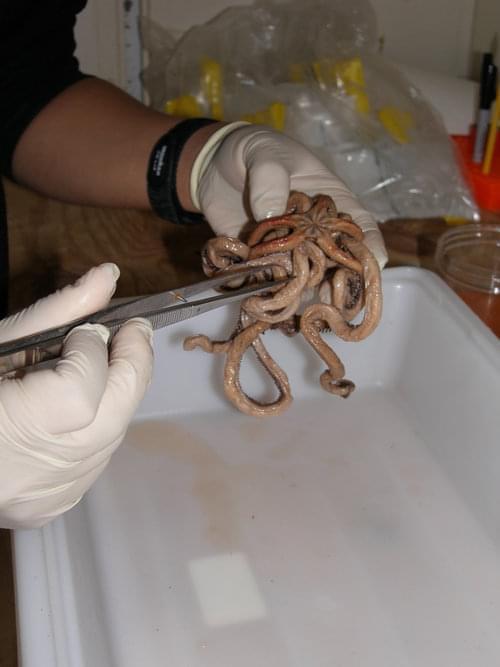 Close up of Walter Cho examining a brittlestar in the lab.