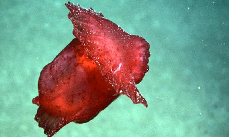 The Spanish Dancer is a type of sea cucumber (Benthodytes) that is mesmerizing when it swims. We saw quite a few of them on the dive (and collected two).