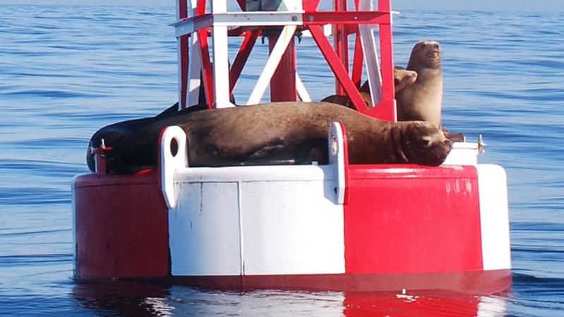 Sea Lions lounging on navigational buoys are a common sight in the coastal waters of the North Pacific.