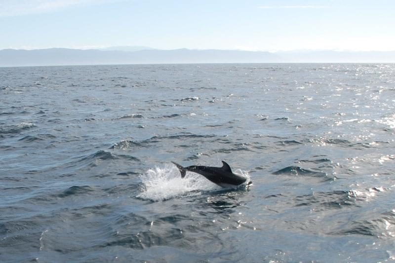 Dolphins occasionally will ride the bow wake of ships at sea. Here, a Pacific White Sided Dolphin jumps just off the starboard bow of the Baylis.