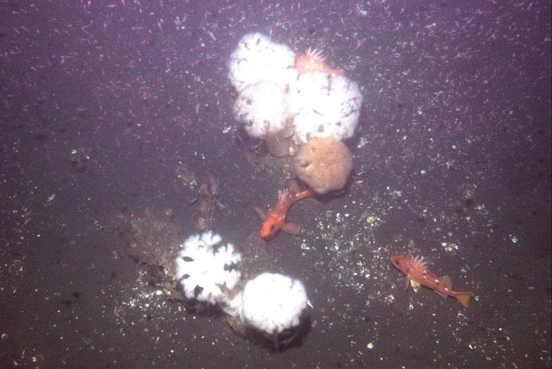 Image taken by AUV Lucille of plankton, rockfish, sculpin and anemones at the Northern San Andreas Fault site.