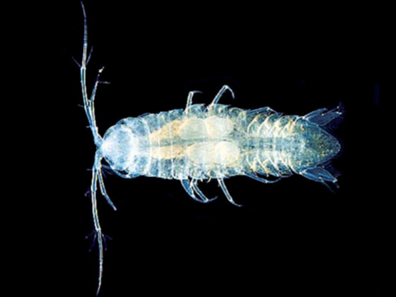 The isopod Atlantasellus is the sole genus in a family first discovered from Bermuda.