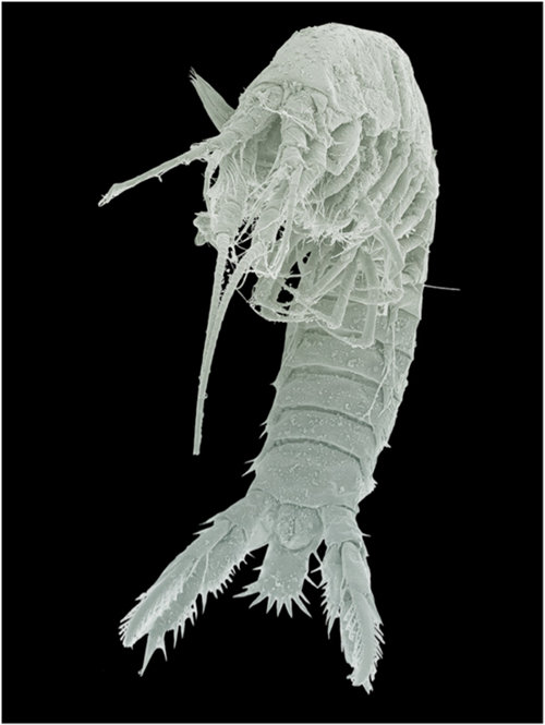The mictacean Mictocaris halope, shown here as viewed through the scanning electron microscope, represents a new order of crustaceans known only from Bermuda caves.