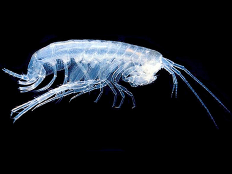 The amphipod Pseudoniphargus from Bermuda caves is eyeless and depigmented. Its closest relatives are found in caves and groundwater on the opposite side of the Atlantic and along the edge of the Mediterranean Sea.