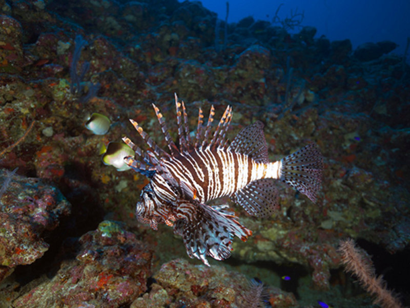 Lionfish and Butterfly fish at depth.