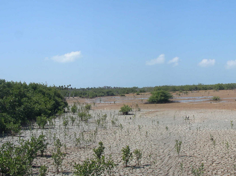 Tidal Flats