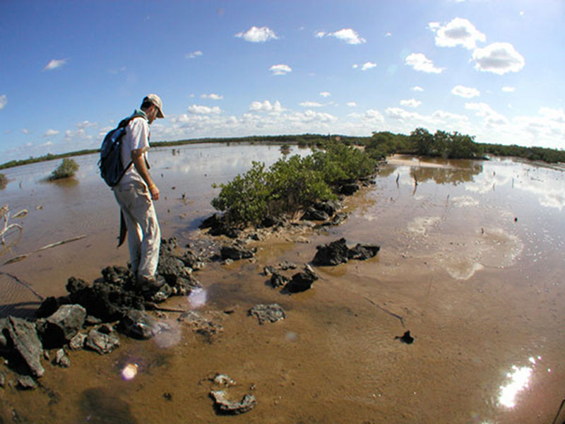 The andador running south across the tidal flats towards the mainland and Templo Perdido. In this picture one can clearly see the remains of the andador. The coarse rubble fill was probably covered by pulverized limestone (sascab) or dirt to create a smooth walking surface.