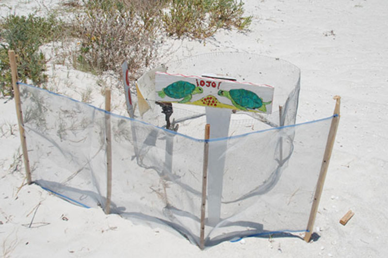 A large portion of the northern Yucatan, including Isla Holbox is protected as part of the Yum-Balam Biosphere Reserve. Here, a turtle nest is protected and marked on Isla Holbox to keep both tourists and residents from disturbing it.