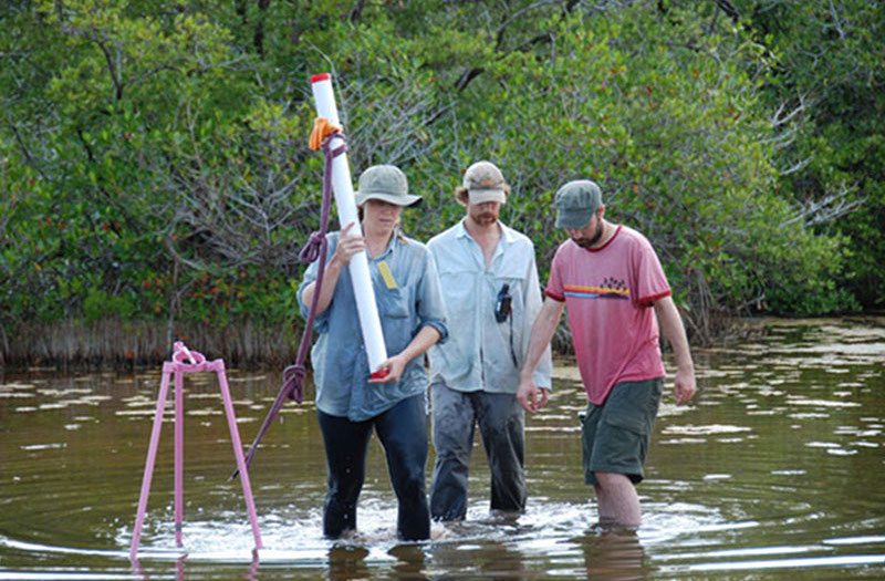 Beverly Goodman carefully carries a core obtained from a shallow, back lagoonal swamp near the site’s ancient sacbe. The hyper-saline waters and soft sediments often made it a challenge to walk through the area.
