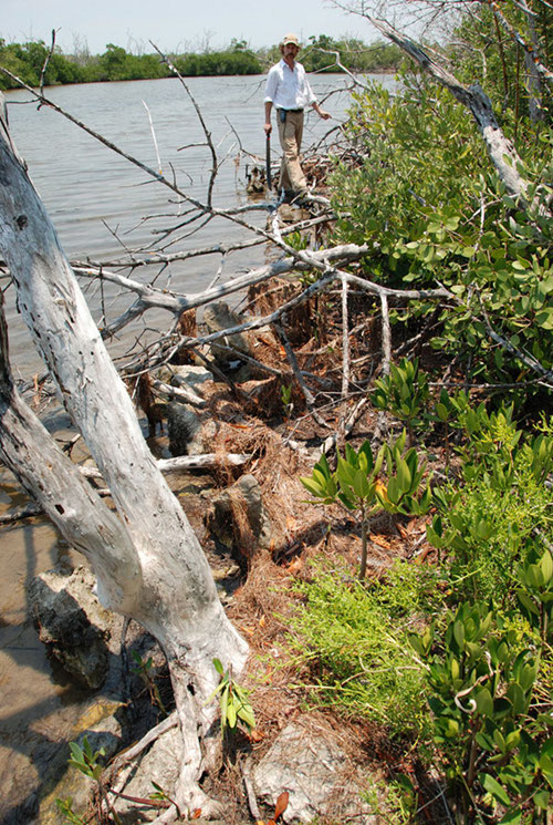 Dr. Jeffrey Glover stands at the end of an interesting rock alignment discovered at the waters edge of the East Harbor. The rocks parallel the current shoreline.