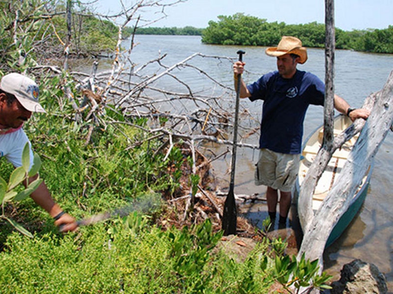 To fully survey the island, several transects had to be cut through the jungle using machetes. Here, Dominique Rissolo marks the edge of a feature while a survey line is cleared.