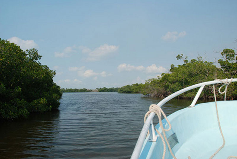 Once out of the lagoon, the lancha enters the mangrove-lined channel leading to the camp’s dock, rather reminiscent of a theme-park jungle cruise!