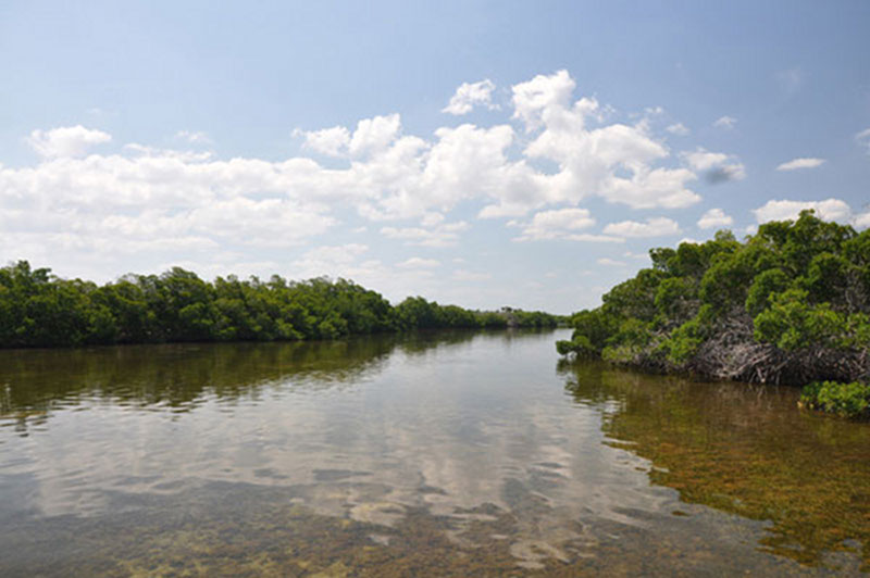 The entrance channel to Vista Alegre is lined with red mangroves, while an abundance of seagrass is visible through the clear waters of the estuary.