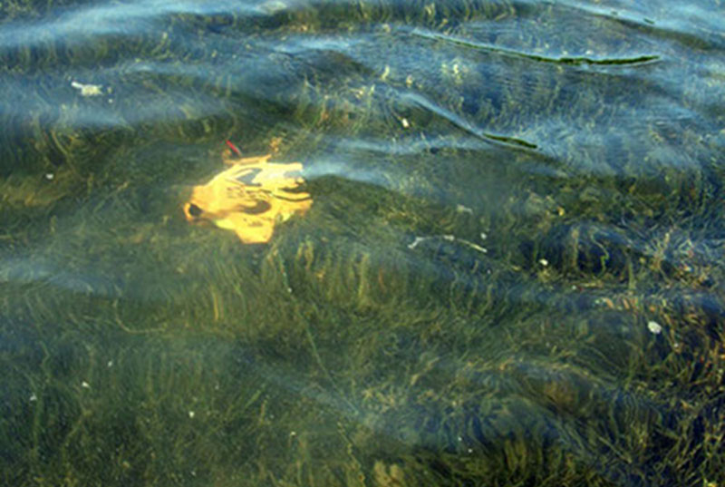 A 30-meter tape is laid out underwater as Derek conducts a transect to investigate the species and cover of seagrass and soft sediment in the shallow waters surrounding Vista Alegre.