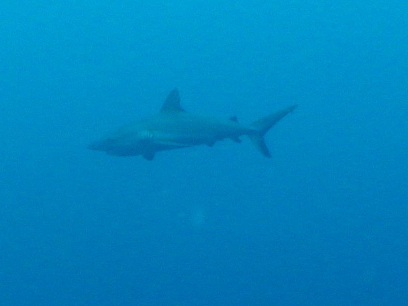 The team witnessed this reef shark cruising the midwater zone.