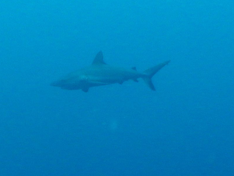 The team witnessed this reef shark cruising the midwater zone.