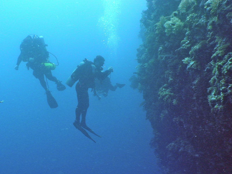 Divers survey the coral community clinging to a coral wall.